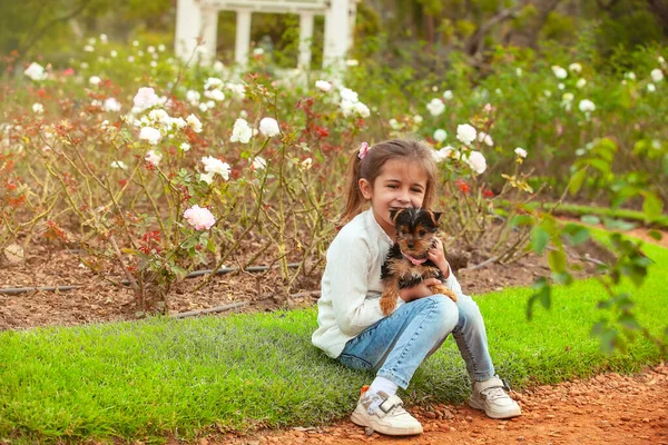 Yorkshire Terrier Puppy Handen Van Het Meisje — Stockfoto