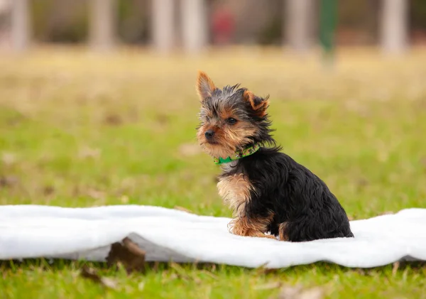 Yorkshire Terrier Szczeniak Parku Świeżym Powietrzu — Zdjęcie stockowe