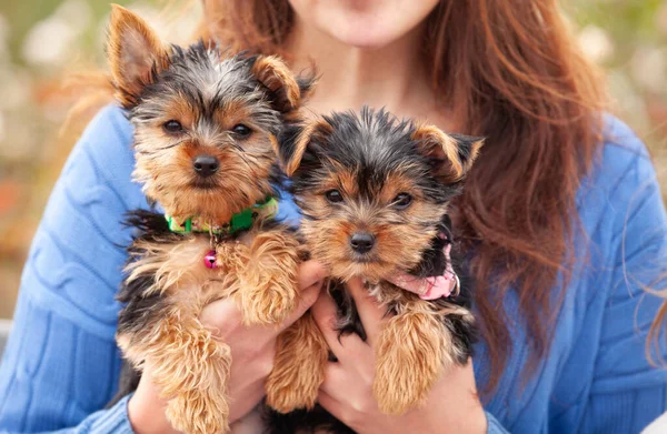 Yorkshire Terrier Puppy Hands Woman Stock Photo