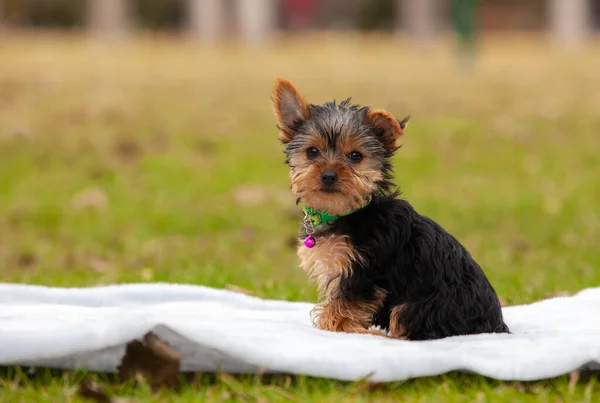 ヨークシャーテリアの子犬屋外公園 — ストック写真