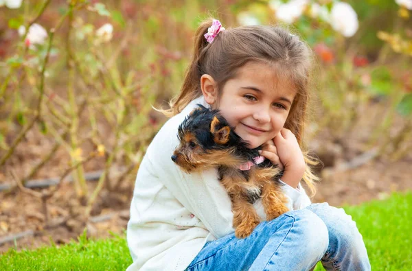 Yorkshire Terrier Köpeği Kızın Elinde — Stok fotoğraf