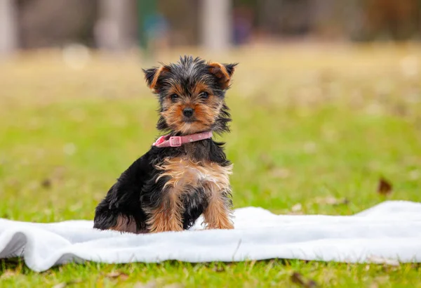 ヨークシャーテリアの子犬屋外公園 — ストック写真