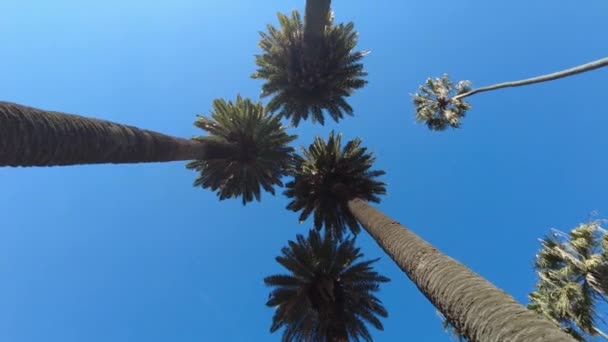 对着天空的热带棕榈树 — 图库视频影像