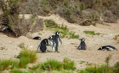 Bir grup penguen Atlantik kıyısında duruyor. Görüntü penguenlerin yaşadığı bölgeyi gösteriyor.