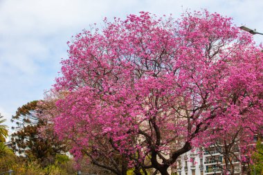Pembe çiçekli bir ağaç parktadır. Ağaç diğer ağaçlar ve binalarla çevrilidir.
