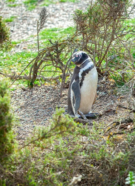 Bir penguen çim tarlasında duruyor. Penguen siyah ve beyazdır. Çimler yeşil.
