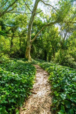 Ormanın ortasında bir ağaç olan bir patika. Yol yeşil sarmaşıkla kaplı ve üzerinde yürüyen biri var.