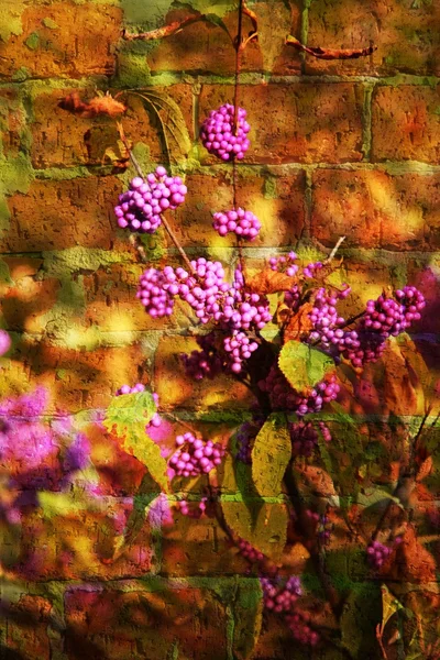 Double exposure of floral objects — Stock Photo, Image