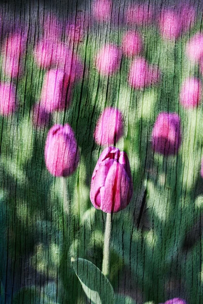 Double exposure of floral objects — Stock Photo, Image