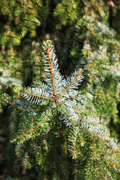 Doppelbelichtung von floralen Objekten — Stockfoto