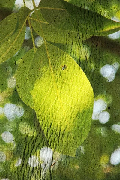 Doppelbelichtung von floralen Objekten — Stockfoto