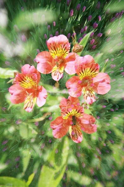 Doppelbelichtung von floralen Objekten — Stockfoto