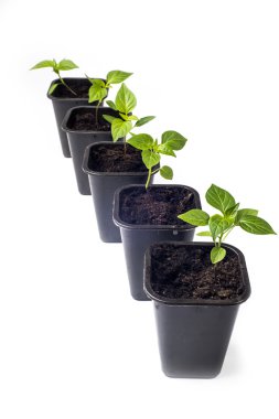 Genç biber tarımı