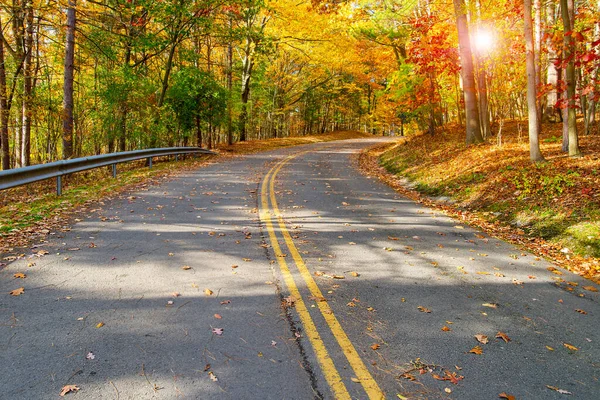 秋の森のアスファルト道路 — ストック写真