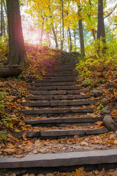 Stentrappa Skogen Med Solstrålar — Stockfoto