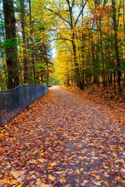 Sonbahar ormanlarında yol ve ağaçlarda sarı yapraklar.