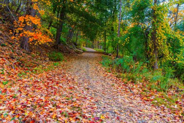 Sonbahar ormanlarında yol ve ağaçlarda sarı yapraklar.