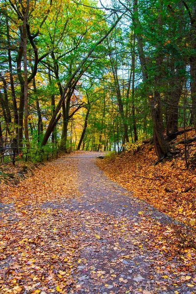 Sonbahar Ormanlarında Yol Ağaçlarda Sarı Yapraklar — Stok fotoğraf