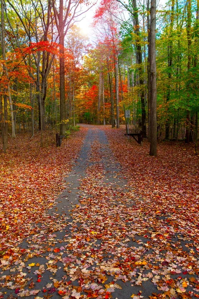 Camino Asfalto Con Follaje Amarillo Rojo Parque Otoño —  Fotos de Stock