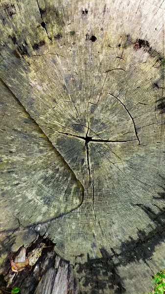 Tocón Árbol Viejo Con Anillos Anuales Como Primer Plano Fondo — Foto de Stock