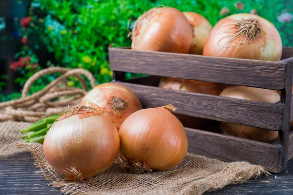 Yellow Onions Wooden Box Garden — Stock Photo, Image