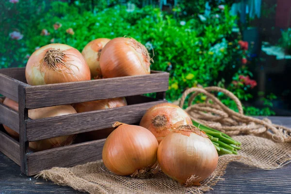 Yellow Onions Wooden Box Garden — Stock Photo, Image