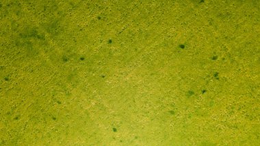 Yeşil alan, insansız hava aracı manzaralı. Arkaplan olarak genç çimen görünümlü alan.