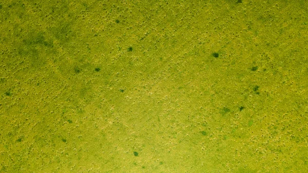 Zöld Mező Tavaszi Drónra Néző Kilátással Field Fiatal Felső Nézet — Stock Fotó