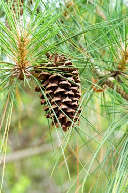 Doğal ortamdaki ladin külahı bir ağaca yakın planda..