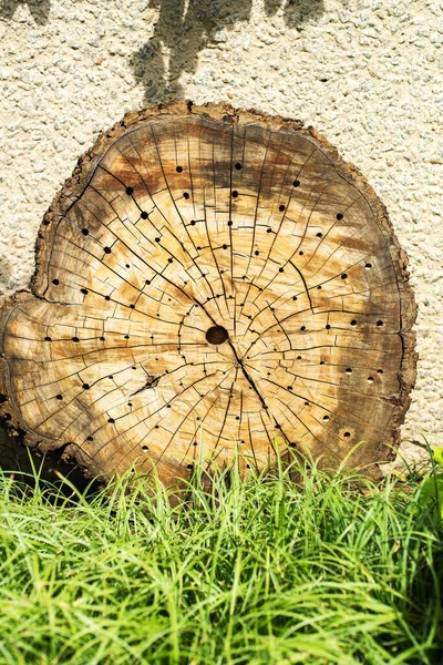 Cut Trunk Old Tree Annual Rings Spoiled Insects — Stock fotografie