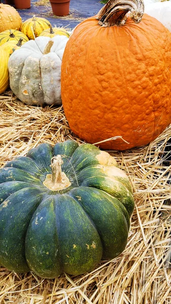 Tök Különböző Alakú Színű Pulton Boltban Hogy Megünnepeljük Halloween Utcákon — Stock Fotó