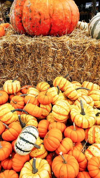 Tök Különböző Alakú Színű Pulton Boltban Hogy Megünnepeljük Halloween Utcákon — Stock Fotó