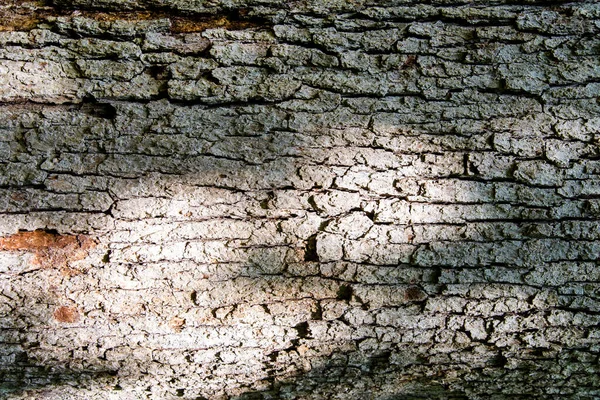 나무껍질의 자연의 껍질없는 직물의 — 스톡 사진