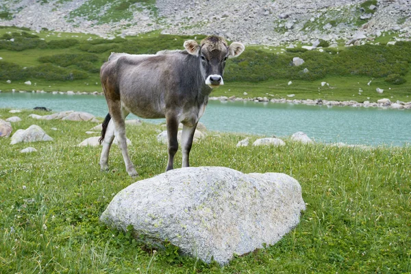 Bull-calfe på bete — Stockfoto