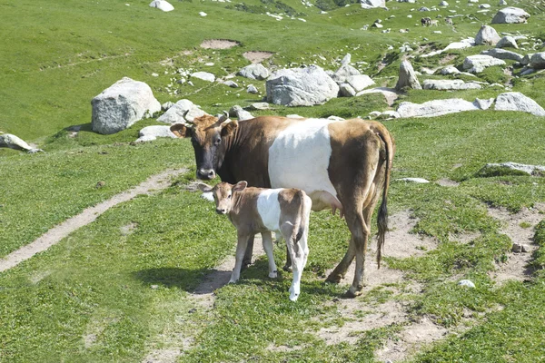 Tehén és a bika-calfe — Stock Fotó