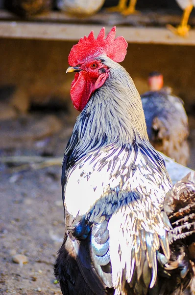 Cock — Stock Photo, Image