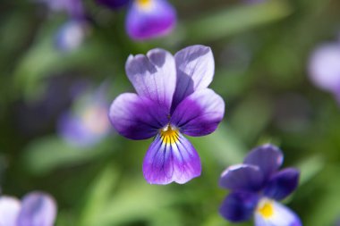 Arkaplanı bulanık, çiçek açan mor bir çiçek. Viyola 'nın doğa makro fotoğrafçılığı