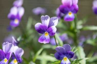 Çiçek açan mor bir viyola çiçeğinin yakın çekimi. Yumuşak doğal ışıkta güzel bahar nonoşluğu.