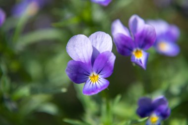 Canlı viyola güneş ışığında çiçek açar. Mevsimlik kır çiçeğinin renkli makrosu.