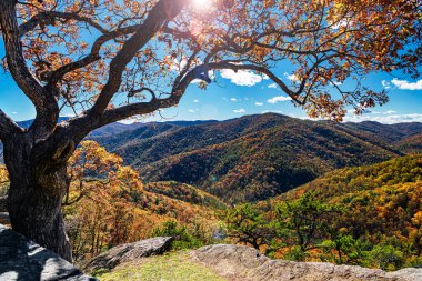 Blue Ridge Dağları 'nda canlı bir sonbahar yeşilliği manzarası var.