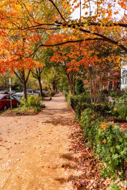 Sessiz sonbahar sahnesi. Washington 'daki konut binaları boyunca asfalt kaldırım.