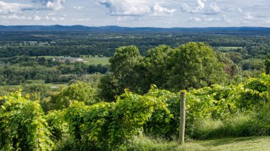Yeşil vadi ve tepelerin panoramik manzaralı Virginia üzüm bağları