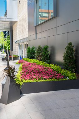 Çağdaş bir ofis binasının yanında canlı pembe çiçekler ve küçük ağaçlarla dolu uzun siyah bir metal saksı içeren modern şehir peyzajı..