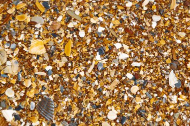Parlak kıyı arkaplanı oluşturan doğal deniz kabuğu parçaları