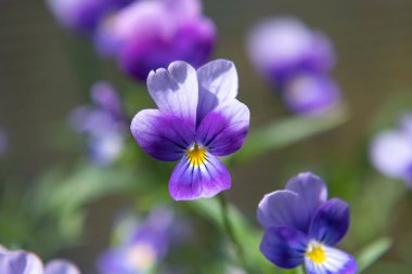 Menekşe kemanın tam çiçeklenme hali. Sığ derinliğe sahip parlak çiçek arkaplanı.
