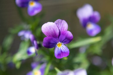 Sarı merkezli mor nonoş çiçeği. Viyola 'nın doğa makro fotoğrafçılığı.