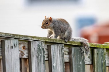 Doğu gri sincap arka bahçedeki vahşi yaşam sahnesinde ahşap çitte oturuyor.