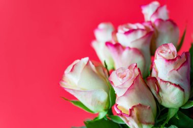 Romantik pembe ve beyaz gül makrosu çiğ damlaları ve yeşil saplı