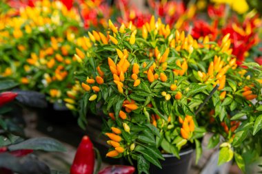 Bahçe merkezinde kırmızı turuncu biberli süs bitkisi.