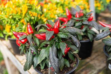 Açık hava bitkilerinde sergilenen biberli dekoratif biber bitkisi.